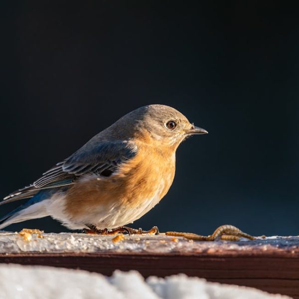 A small bird with blue-grey wings and an orange breast stands on a wooden surface next to mealworms, with snow and a dark background.