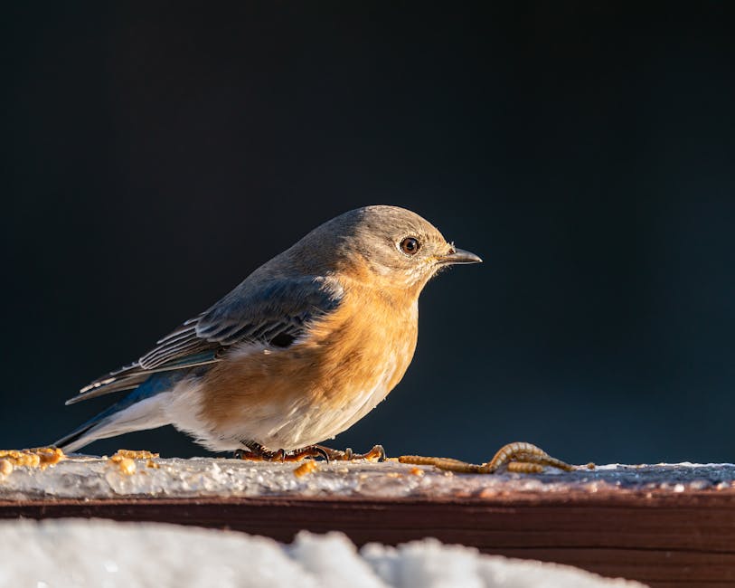 A small bird with blue-grey wings and an orange breast stands on a wooden surface next to mealworms, with snow and a dark background.