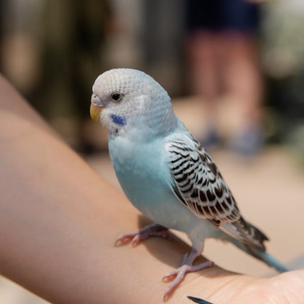 A light blue and white budgie with black markings is perched on a person's arm.