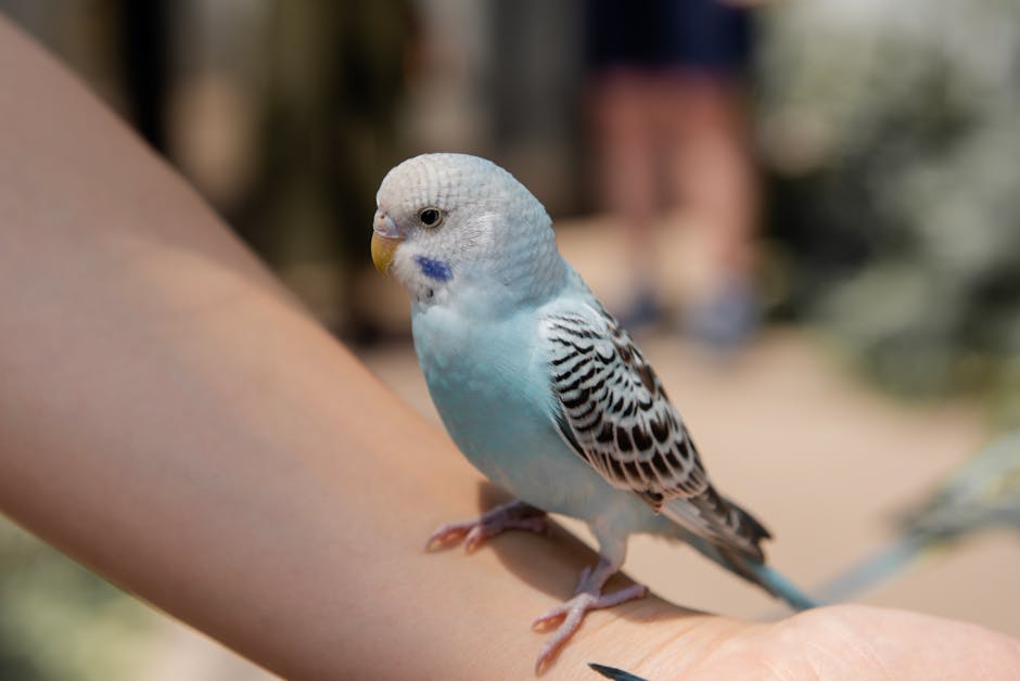 A light blue and white budgie with black markings is perched on a person's arm.