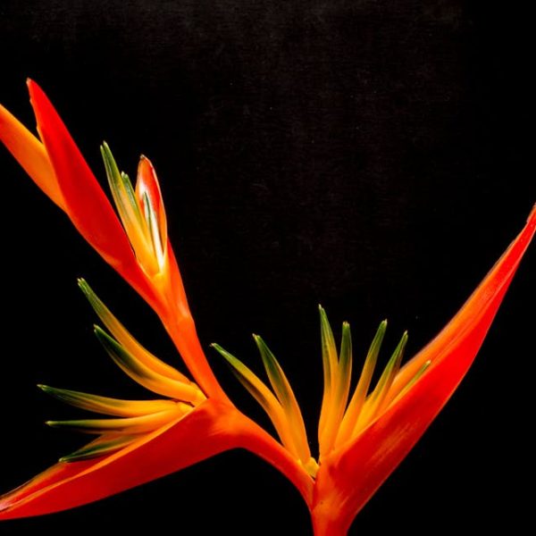 A close-up of a vibrant orange and yellow bird of paradise flower with green tips, set against a black background.