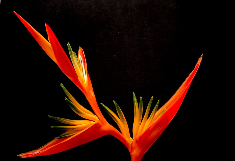 A close-up of a vibrant orange and yellow bird of paradise flower with green tips, set against a black background.