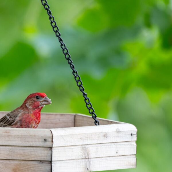 A small bird with red markings sits in a wooden bird feeder suspended by black chains, with green foliage in the background.