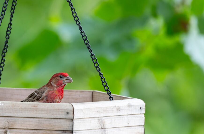 A small bird with red markings sits in a wooden bird feeder suspended by black chains, with green foliage in the background.