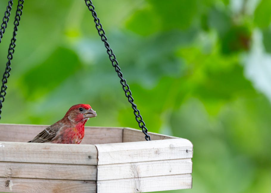 A small bird with red markings sits in a wooden bird feeder suspended by black chains, with green foliage in the background.