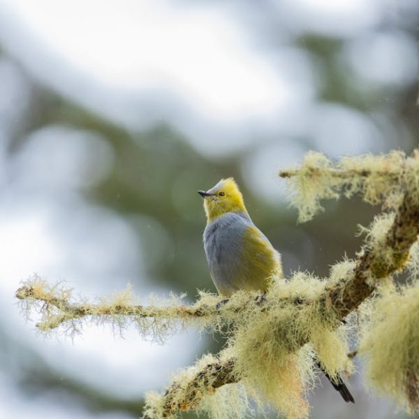 A small yellow and gray bird is perched on a lichen-covered branch with a blurred background of greenery.