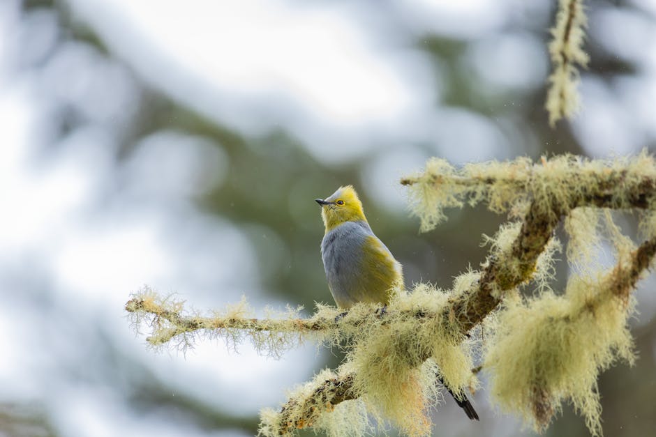A small yellow and gray bird is perched on a lichen-covered branch with a blurred background of greenery.
