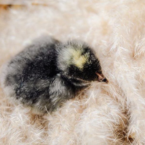 A small, fluffy black and yellow chick sits on a soft, light-colored surface.