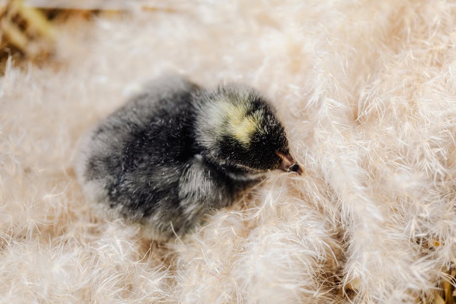 A small, fluffy black and yellow chick sits on a soft, light-colored surface.