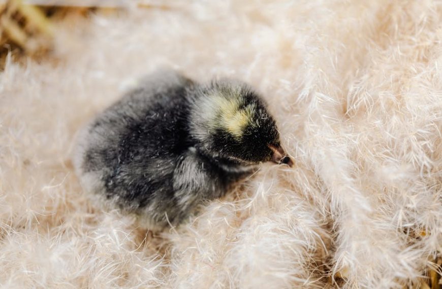 A small, fuzzy black and yellow chick rests on light-colored, fluffy bedding.