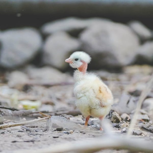 A fluffy, yellow and white chick stands on rocky ground with blurred stones in the background.