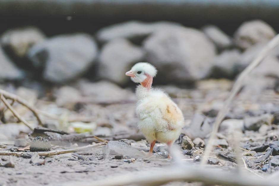 A fluffy, yellow and white chick stands on rocky ground with blurred stones in the background.