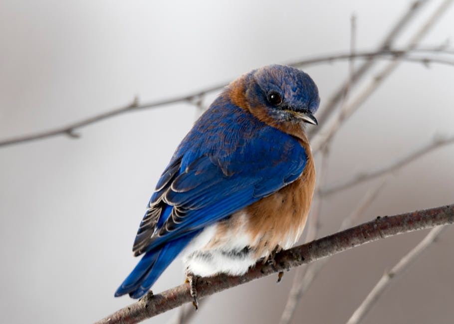 A bluebird with vibrant blue and rusty orange feathers is perched on a bare branch against a blurred gray background.