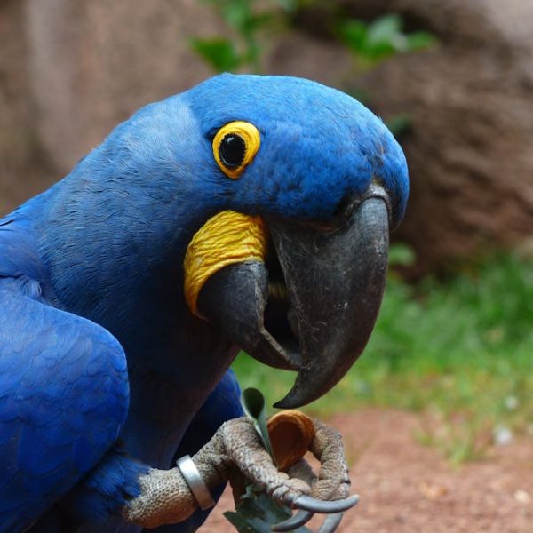 A close-up of a blue parrot with a yellow ring around its eye, holding a piece of food in its claw against a blurred natural background.