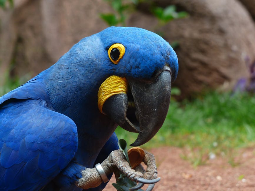A close-up of a blue parrot with a yellow ring around its eye, holding a piece of food in its claw against a blurred natural background.