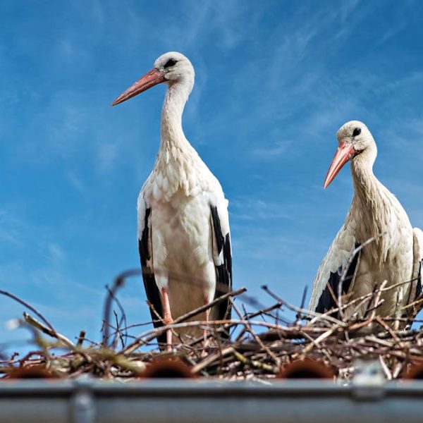 Two white storks with orange beaks stand in a nest made of twigs on a rooftop, set against a clear blue sky.