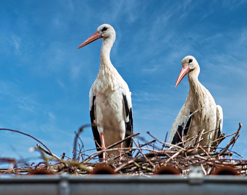 Two white storks with orange beaks stand in a nest made of twigs on a rooftop, set against a clear blue sky.