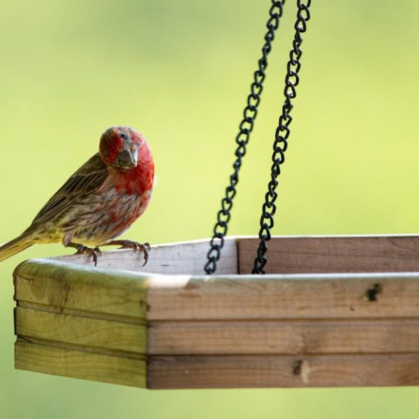 A small bird with red markings on its head and chest stands on the edge of a wooden hanging bird feeder against a blurred green background.