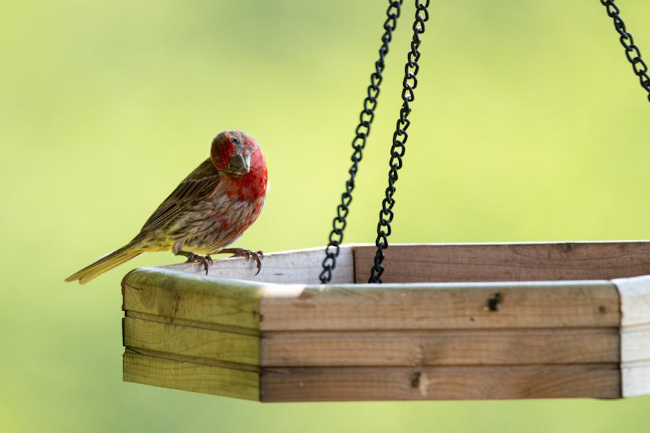 A small bird with red markings on its head and chest stands on the edge of a wooden hanging bird feeder against a blurred green background.