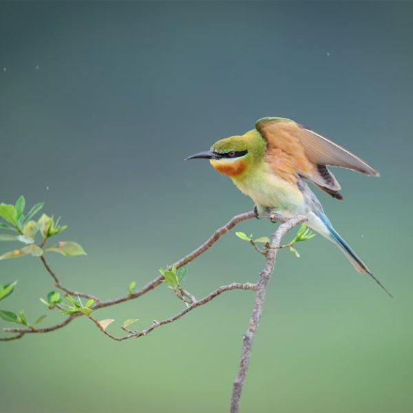 A colorful bird with green, yellow, and blue feathers perches on a thin branch with a few green leaves and a single white flower against a blurred green background.