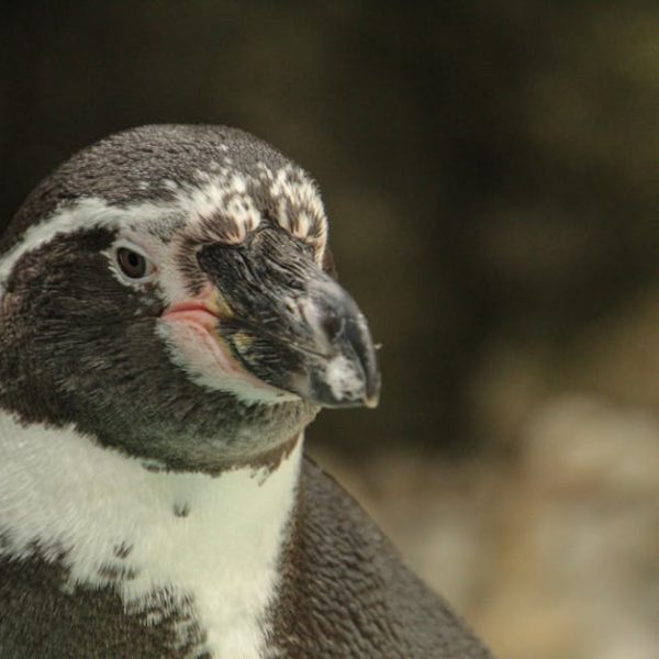 Close-up of a penguin with black and white feathers and a slightly open beak, with a blurred natural background.