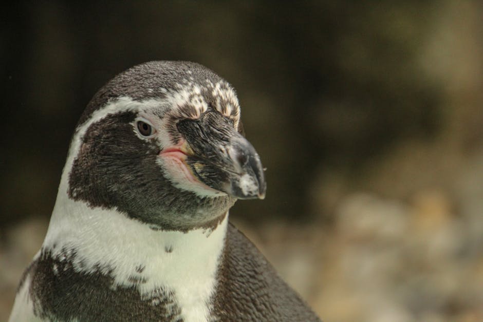 Close-up of a penguin with black and white feathers and a slightly open beak, with a blurred natural background.