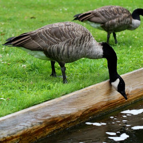 Two Canada geese stand on grass near a wooden edge; one goose lowers its head to drink from a body of water.