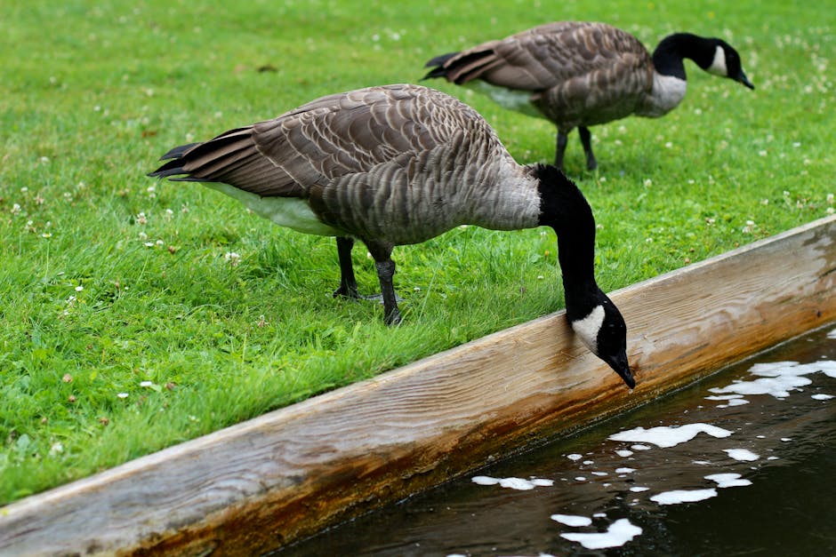 Two Canada geese stand on grass near a wooden edge; one goose lowers its head to drink from a body of water.