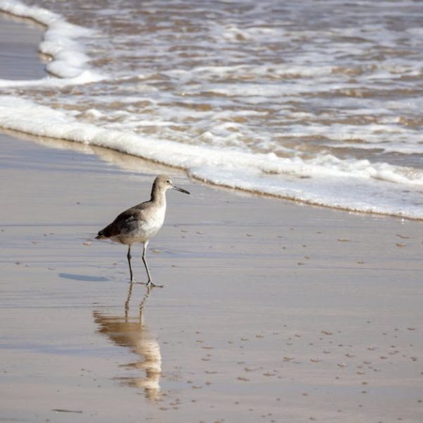 A shorebird stands on wet sand near the edge of gentle ocean waves on a beach.