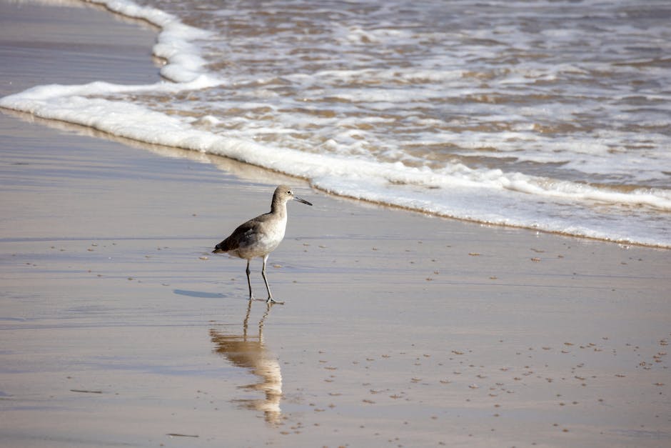 A shorebird stands on wet sand near the edge of gentle ocean waves on a beach.