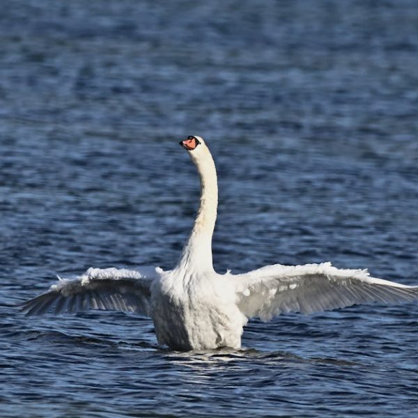 A white swan with outstretched wings stands in blue water.
