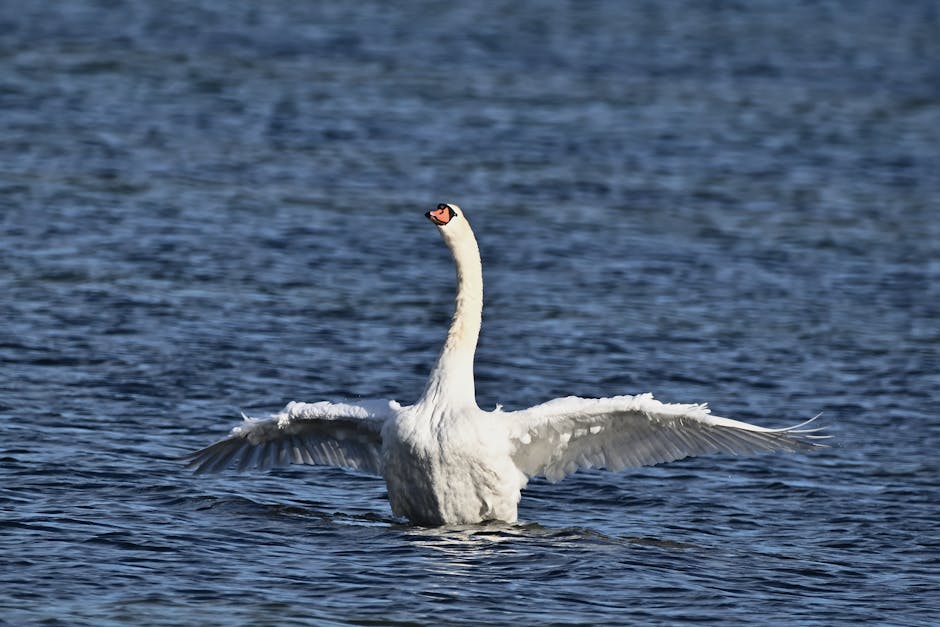 A white swan with outstretched wings stands in blue water.