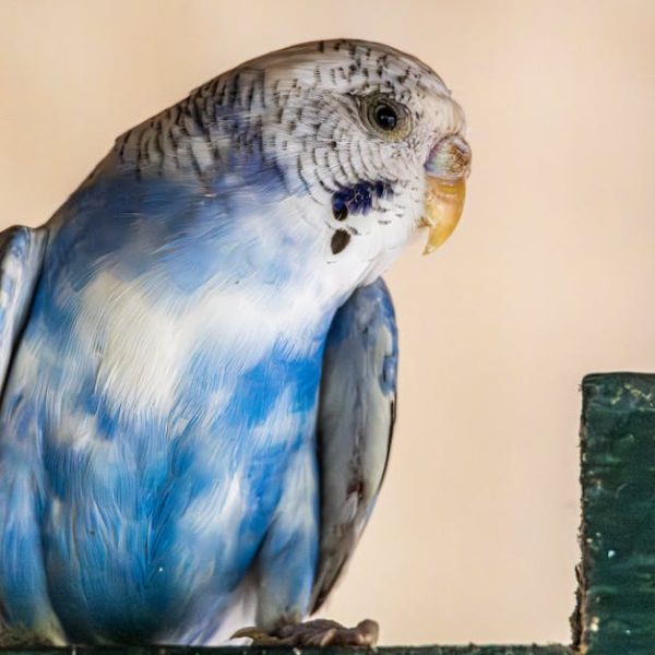 A close-up of a blue and white budgerigar perched on a green wooden surface, facing slightly to the right.
