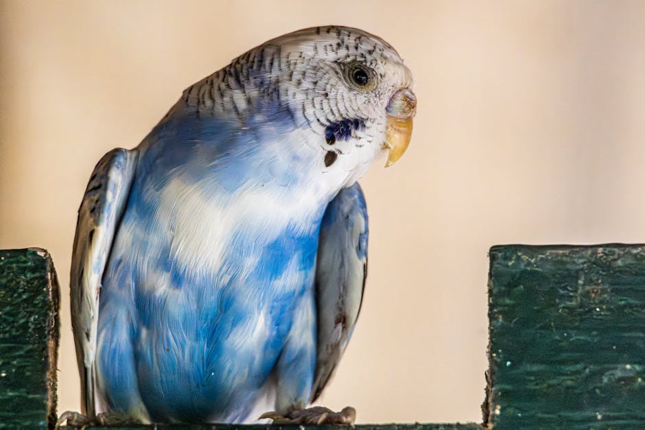 A close-up of a blue and white budgerigar perched on a green wooden surface, facing slightly to the right.