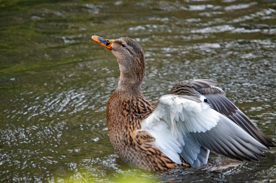 A brown duck with outstretched wings is standing in a pond, with ripples in the water around it.