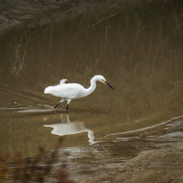 A white egret walks through shallow, muddy water, reflected in the surface as it searches for food.