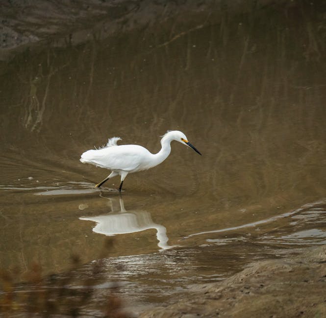 A white egret walks through shallow, muddy water, reflected in the surface as it searches for food.
