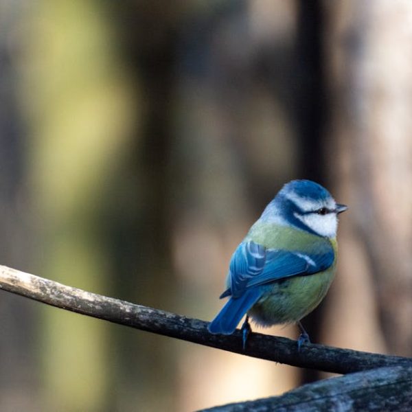 A small blue and yellow bird perched on a branch with a blurred background of trees.