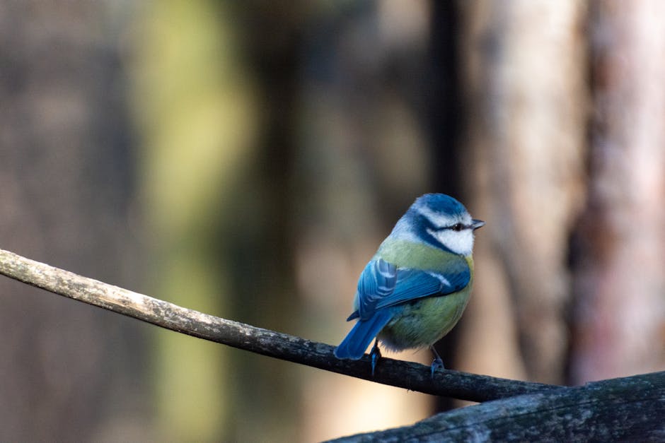 A small blue and yellow bird perched on a branch with a blurred background of trees.
