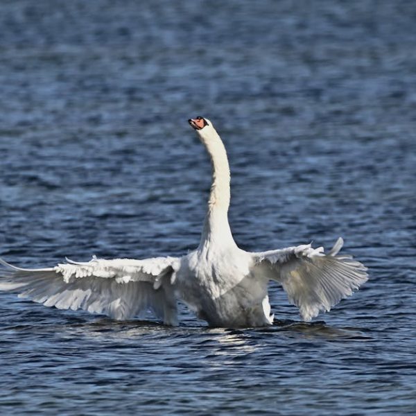 A white swan with outstretched wings rises from the surface of a blue body of water.