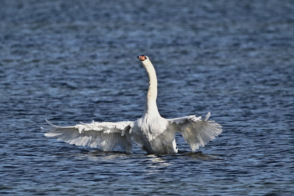 A white swan with outstretched wings rises from the surface of a blue body of water.