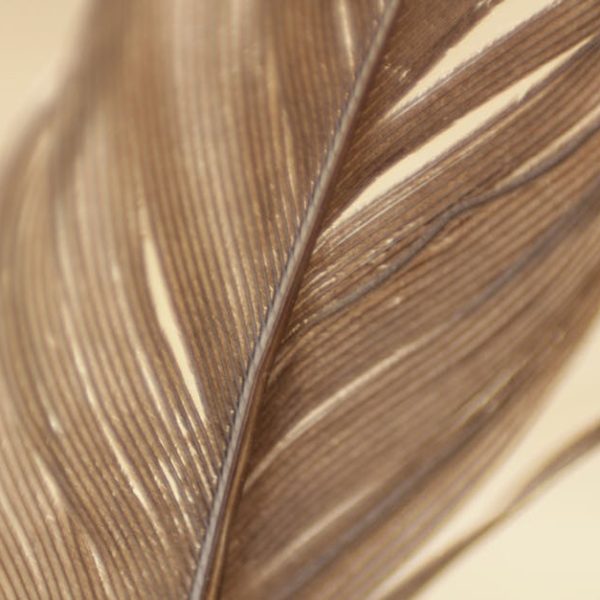 Close-up view of a brown feather showing detailed texture and fine lines against a soft, beige background.