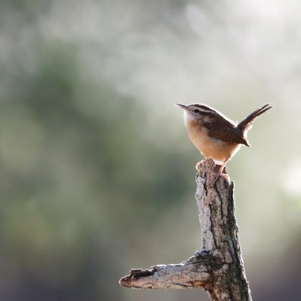 A small brown bird with a light belly is perched on the top of a tree branch, with a blurred green background.