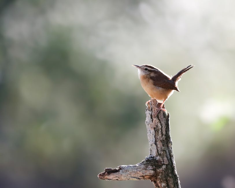 A small brown bird with a light belly is perched on the top of a tree branch, with a blurred green background.