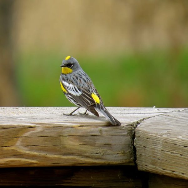 A small bird with gray, white, and yellow markings perches on a wooden surface outdoors.