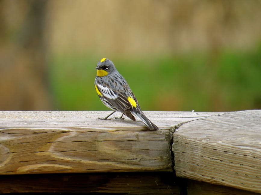 A small bird with gray, white, and yellow markings perches on a wooden surface outdoors.