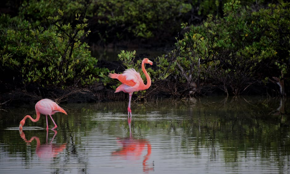 Two pink flamingos stand in shallow water near dense green bushes, with reflections visible on the water’s surface.