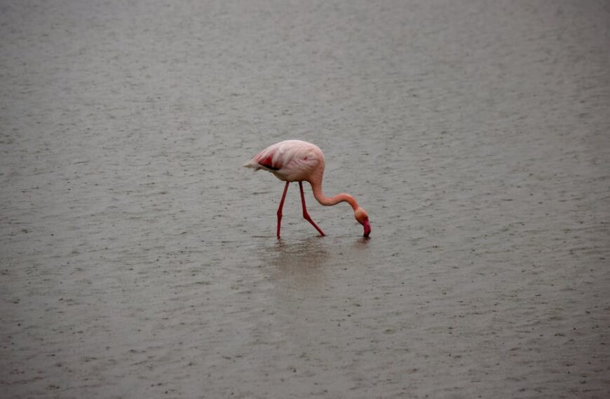 A lone flamingo stands in shallow water, bending its neck down to feed.