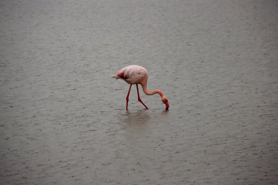 A lone flamingo stands in shallow water, bending its neck down to feed.