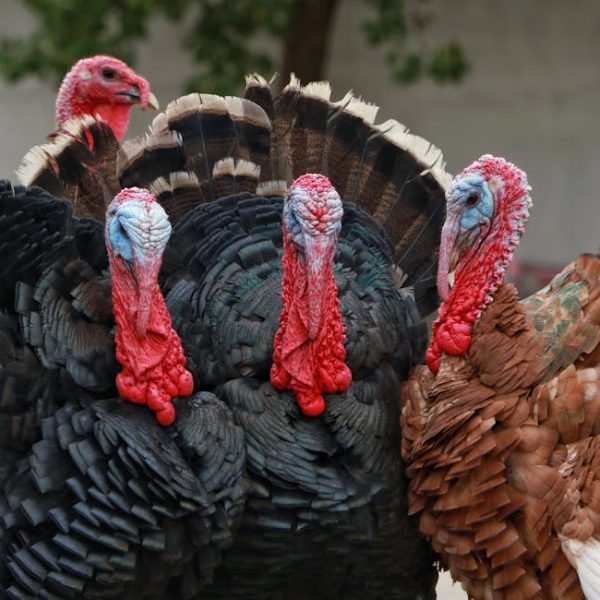 Four turkeys stand close together, displaying their colorful heads and fanned tail feathers; three are dark-feathered and one is brown-feathered.